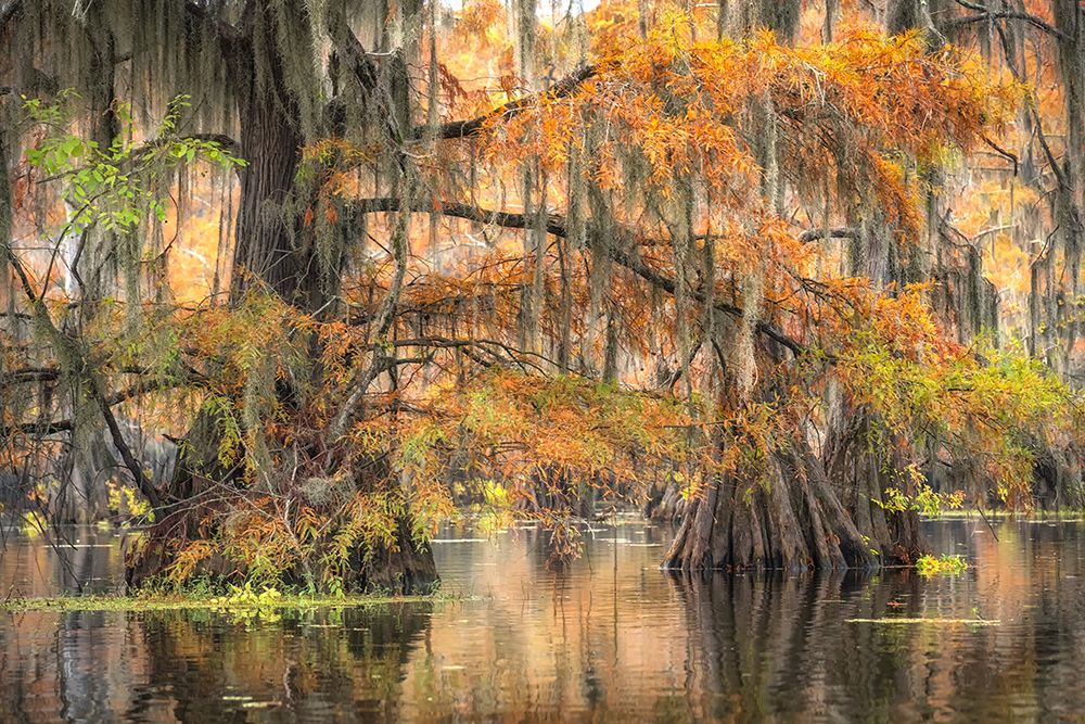 Colors of the Bayou art print by Danny Head for $57.95 CAD