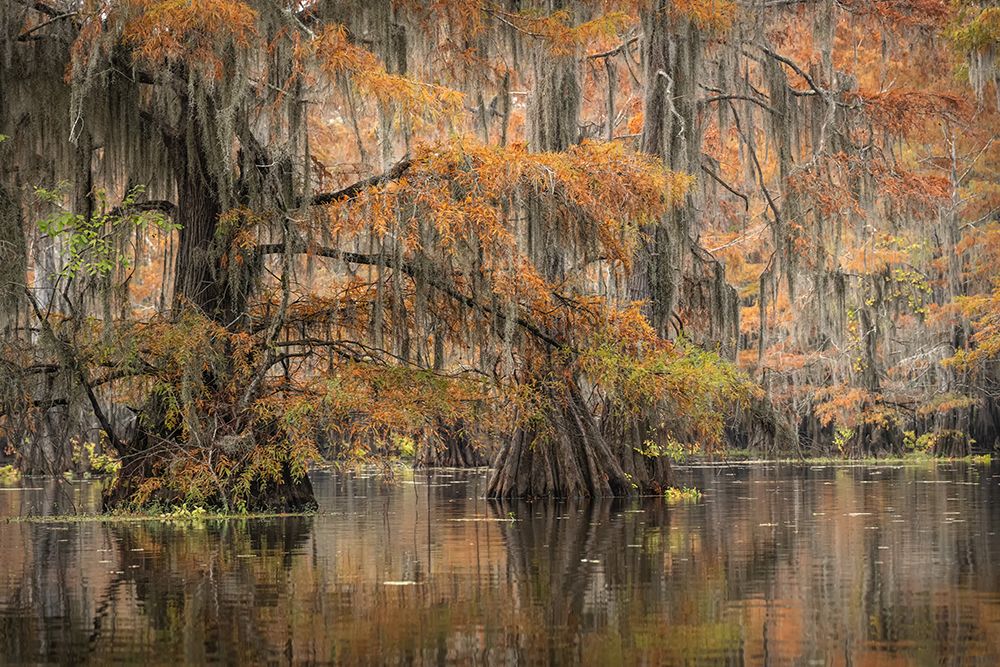 Bayou Autumn II art print by Danny Head for $57.95 CAD