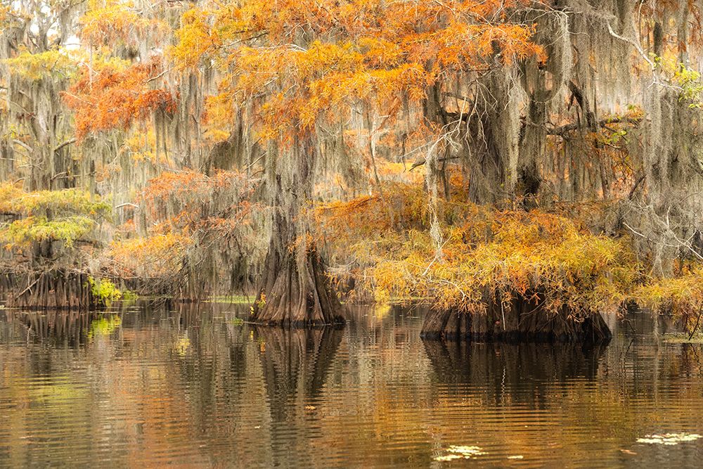 Bayou Autumn I art print by Danny Head for $57.95 CAD
