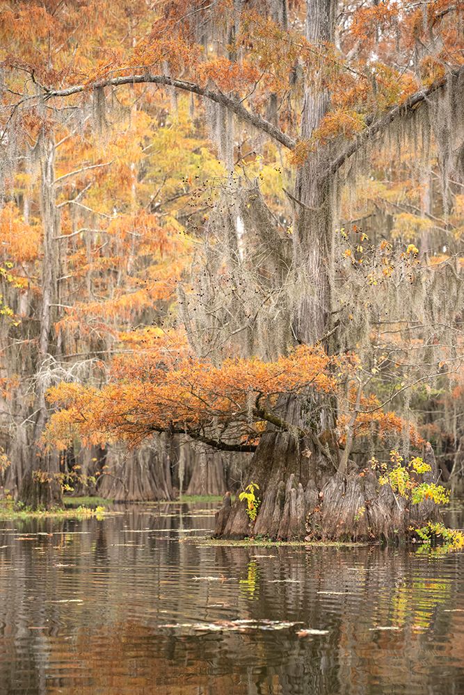 Big Cypress I art print by Danny Head for $57.95 CAD