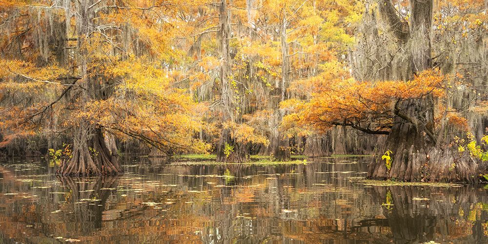 Bayou Autumn II art print by Danny Head for $57.95 CAD