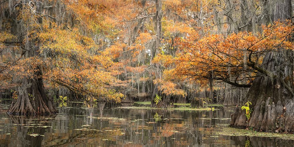 Big Cypress II art print by Danny Head for $57.95 CAD