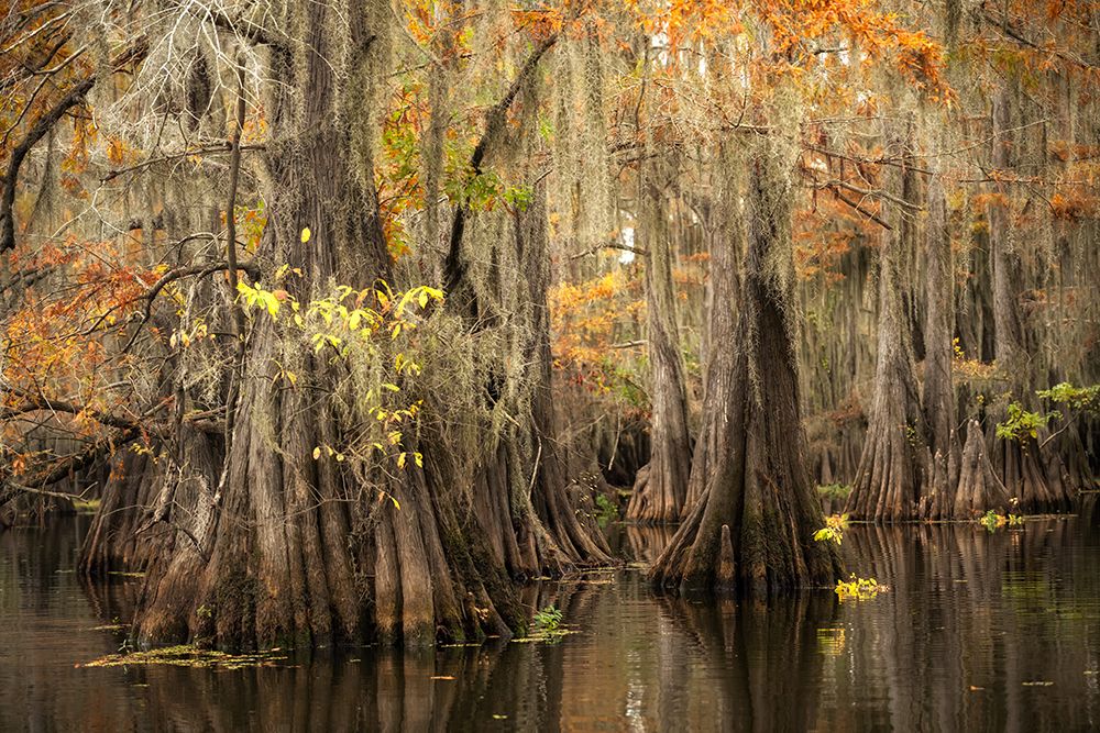 Bayou Autumn III art print by Danny Head for $57.95 CAD