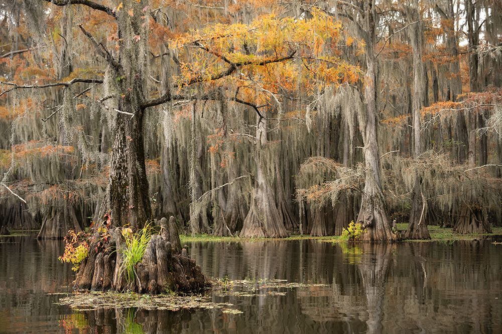 Bayou Autumn III art print by Danny Head for $57.95 CAD