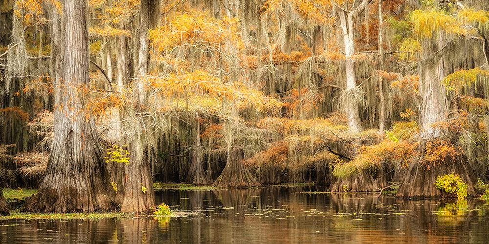 Bayou Auutmn IV art print by Danny Head for $57.95 CAD