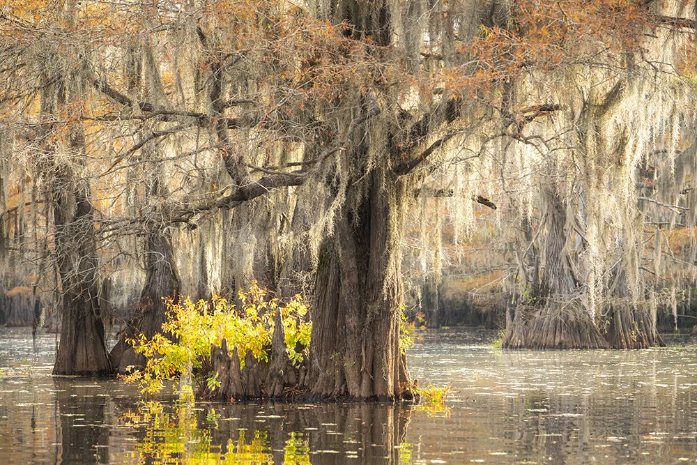 A Touch of Yellow art print by Danny Head for $57.95 CAD