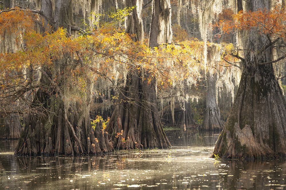 Filtered Morning Light art print by Danny Head for $57.95 CAD