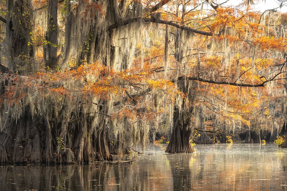 Bayou Autumn V art print by Danny Head for $57.95 CAD