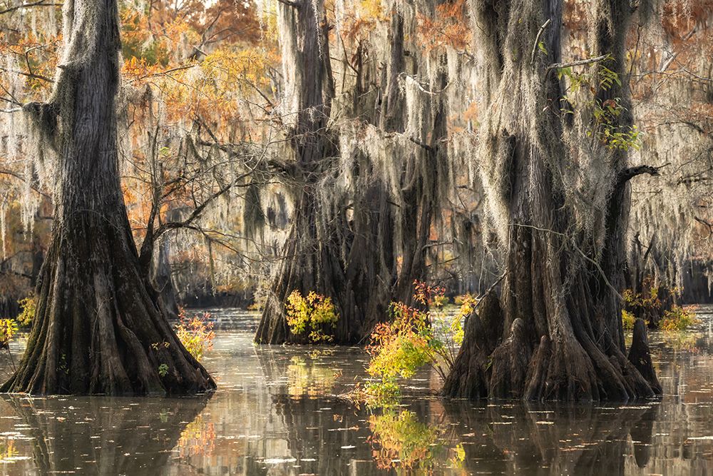 Bayou Magic I art print by Danny Head for $57.95 CAD