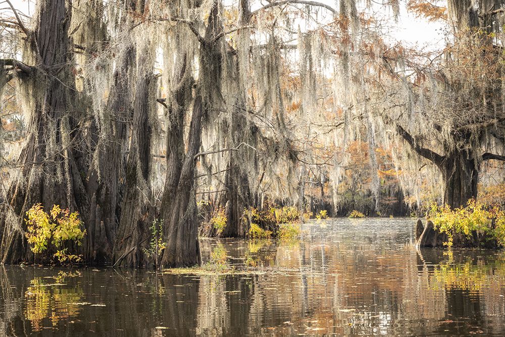 Bayou Magic II art print by Danny Head for $57.95 CAD