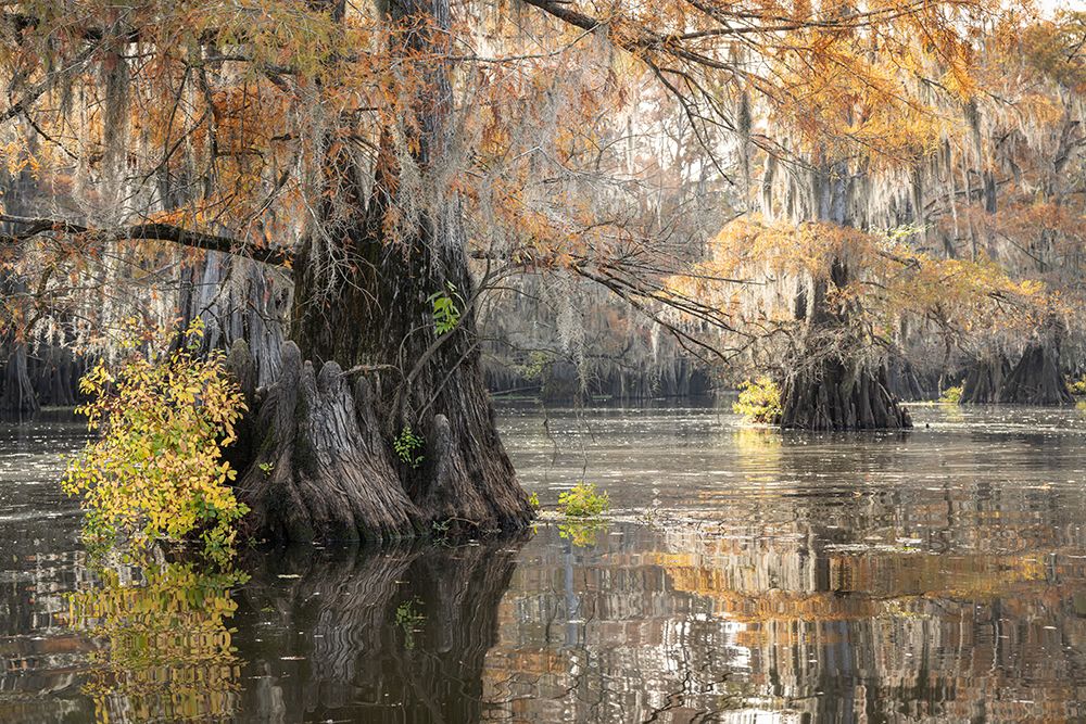 Bayou Magic III art print by Danny Head for $57.95 CAD