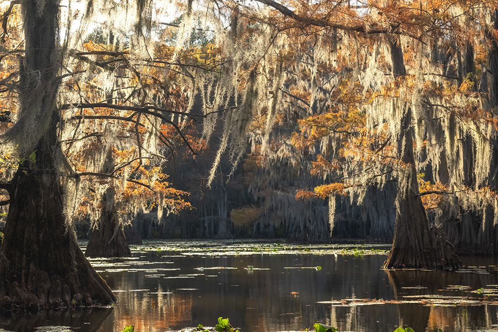Bayou Magic IV art print by Danny Head for $57.95 CAD