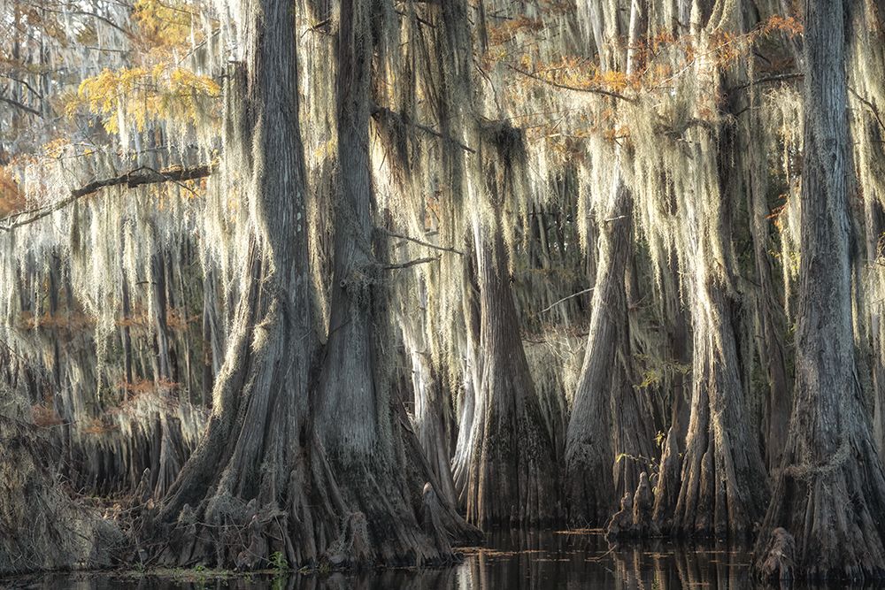 Bayou Magic V art print by Danny Head for $57.95 CAD