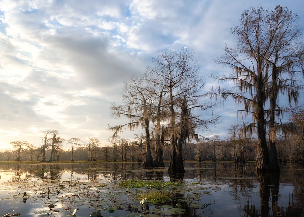 Bayou Sunrise IV art print by Danny Head for $57.95 CAD