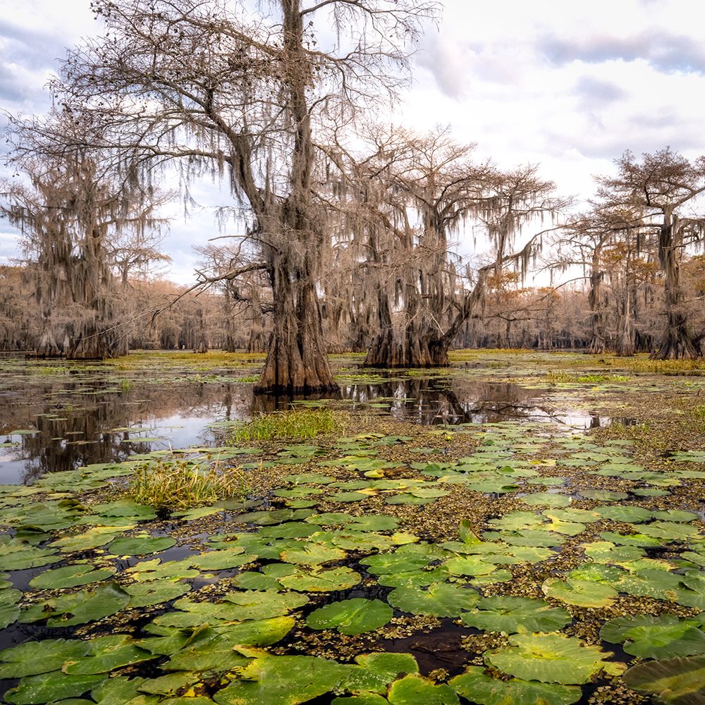 Lily Pads I art print by Danny Head for $57.95 CAD