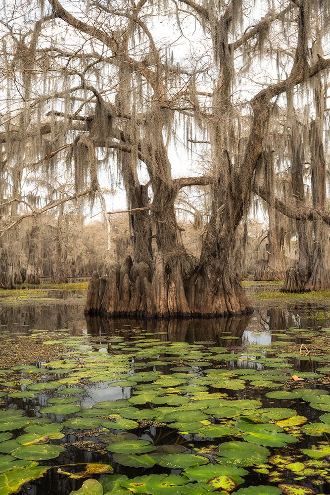 Lily pads II art print by Danny Head for $57.95 CAD