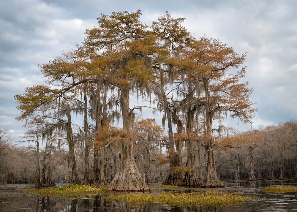 Cypress Stand art print by Danny Head for $57.95 CAD