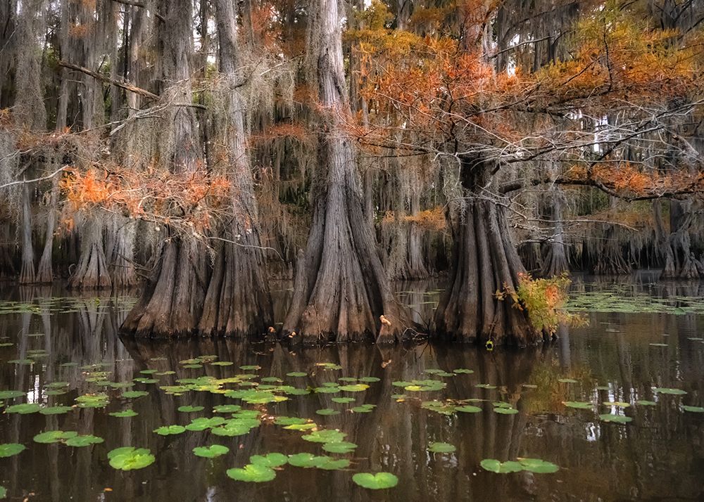 Lily Pads III art print by Danny Head for $57.95 CAD
