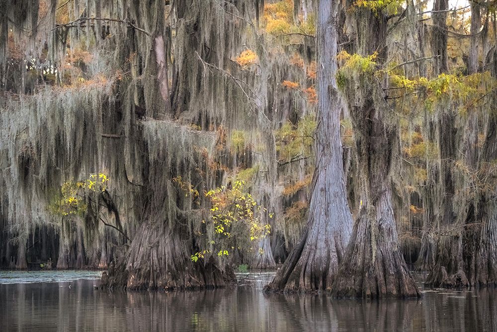 Bearded Cypress art print by Danny Head for $57.95 CAD