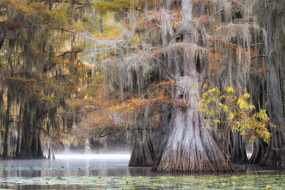 Mist on Big Cypress Bayou art print by Danny Head for $57.95 CAD