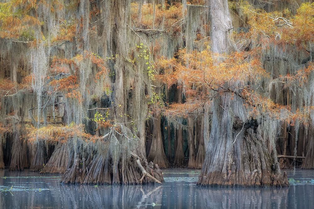 Bayou Blues art print by Danny Head for $57.95 CAD