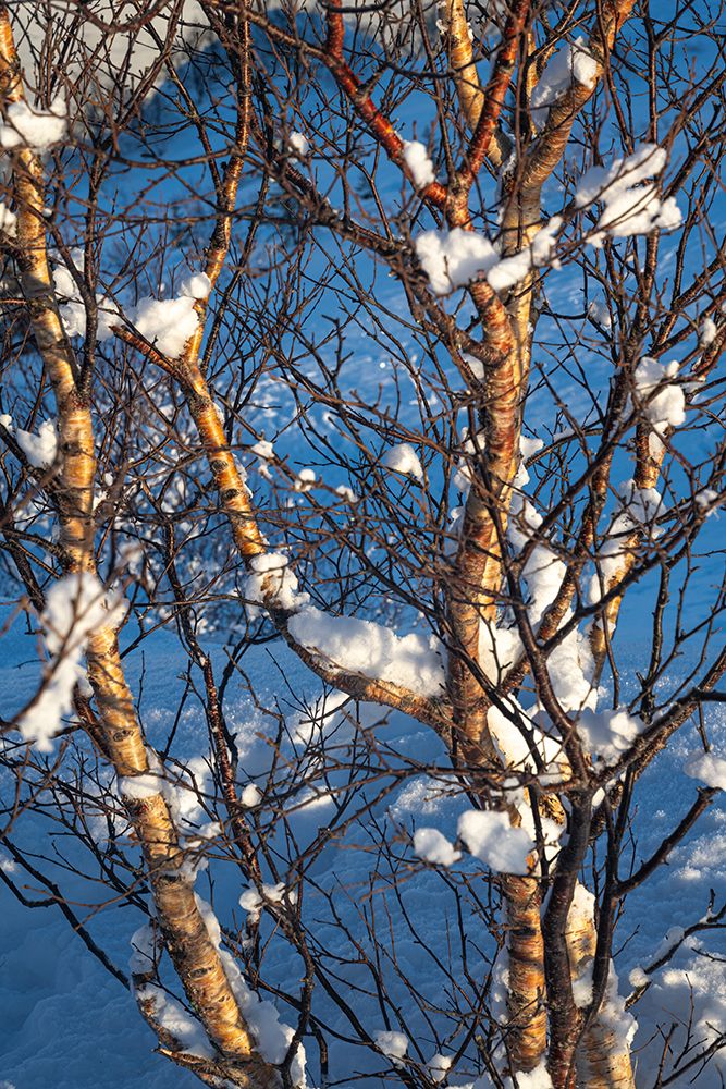 Snow Balls I art print by Danny Head for $57.95 CAD