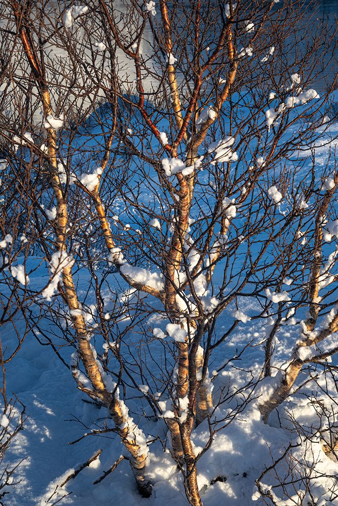 Snow Balls II art print by Danny Head for $57.95 CAD