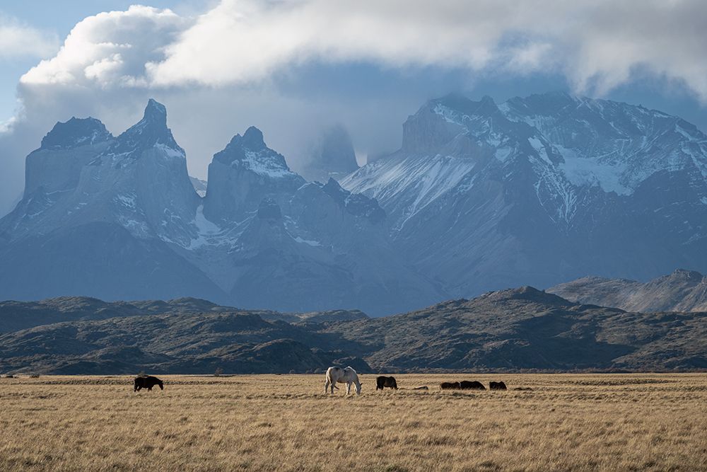 PatagoniaGrazing art print by Danny Head for $57.95 CAD