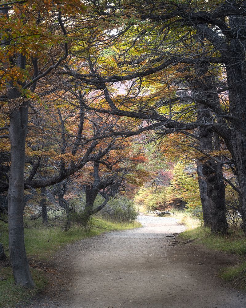 Argentina Autumn art print by Danny Head for $57.95 CAD