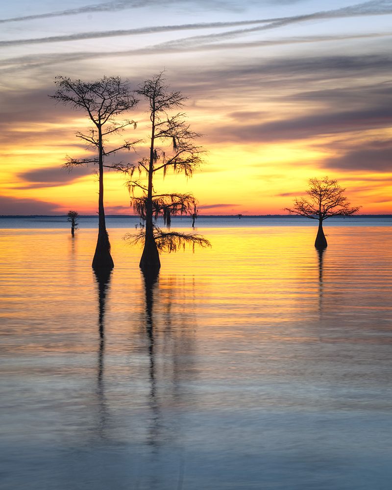 Cypress Sunrise I art print by Danny Head for $57.95 CAD