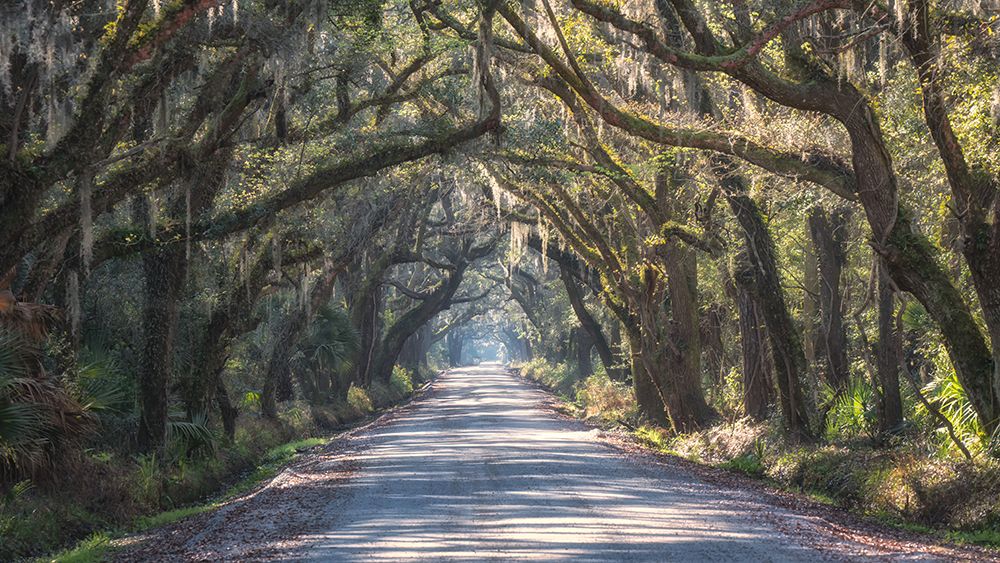 Tree Tunnel I art print by Danny Head for $57.95 CAD