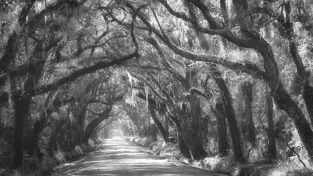 Tree Tunnel II art print by Danny Head for $57.95 CAD