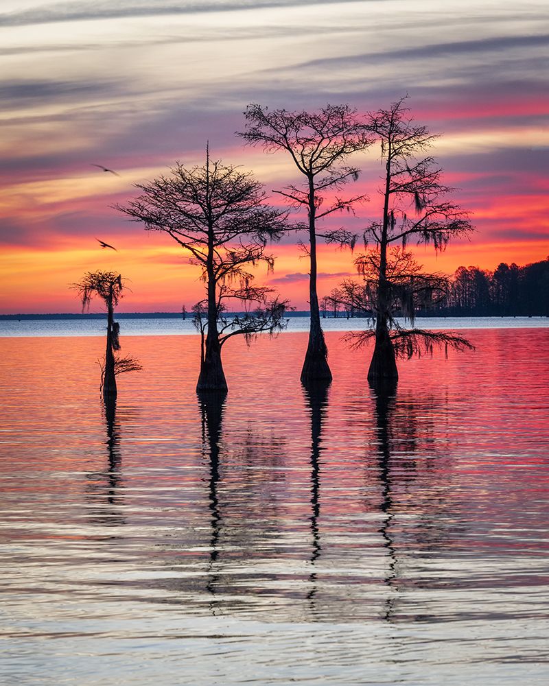 Cypress Sunrise II art print by Danny Head for $57.95 CAD