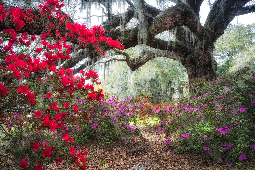 Under the Oaks I art print by Danny Head for $57.95 CAD