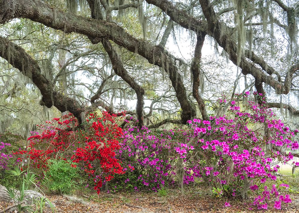 Under the Oaks II art print by Danny Head for $57.95 CAD