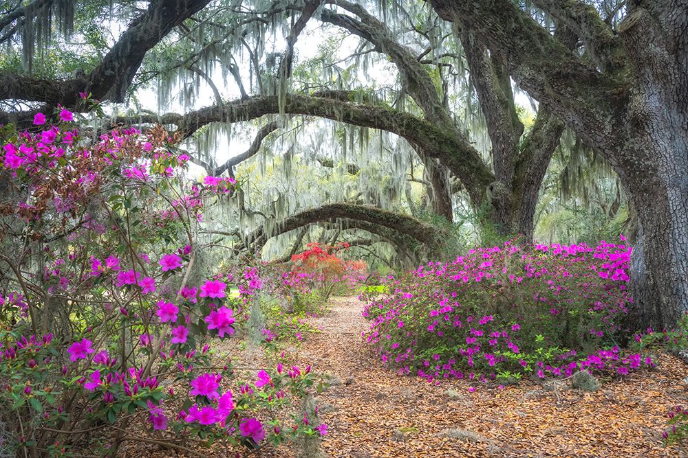 Under the Oaks III art print by Danny Head for $57.95 CAD