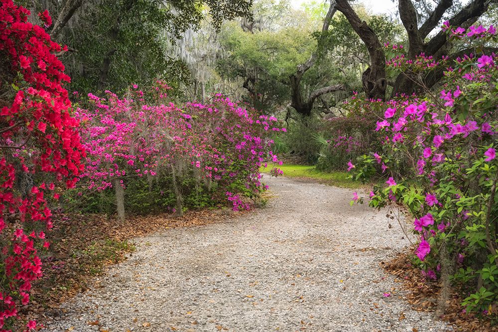 Azelea Path art print by Danny Head for $57.95 CAD