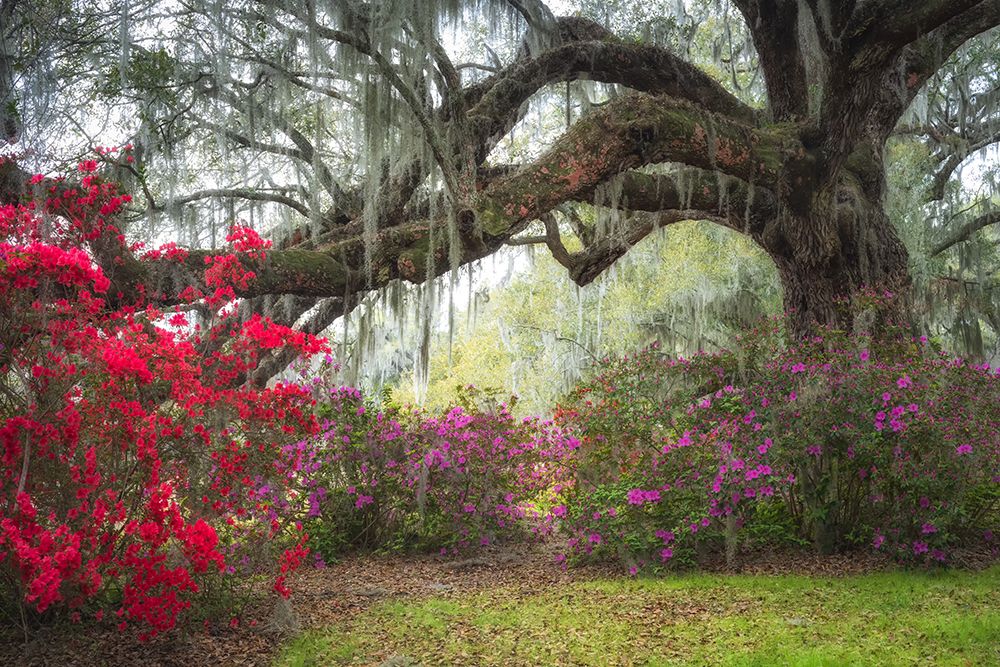 Under the Oaks IV art print by Danny Head for $57.95 CAD