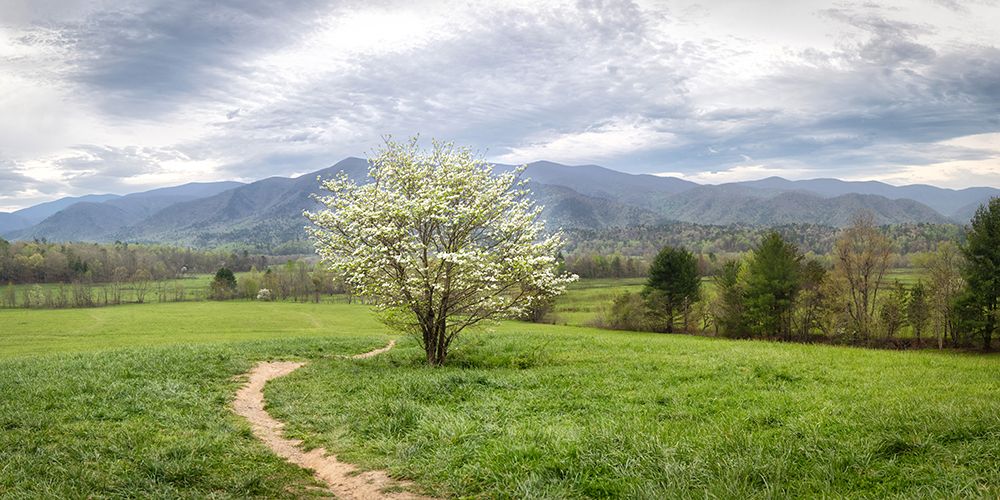 Dogwood Panorama art print by Danny Head for $57.95 CAD