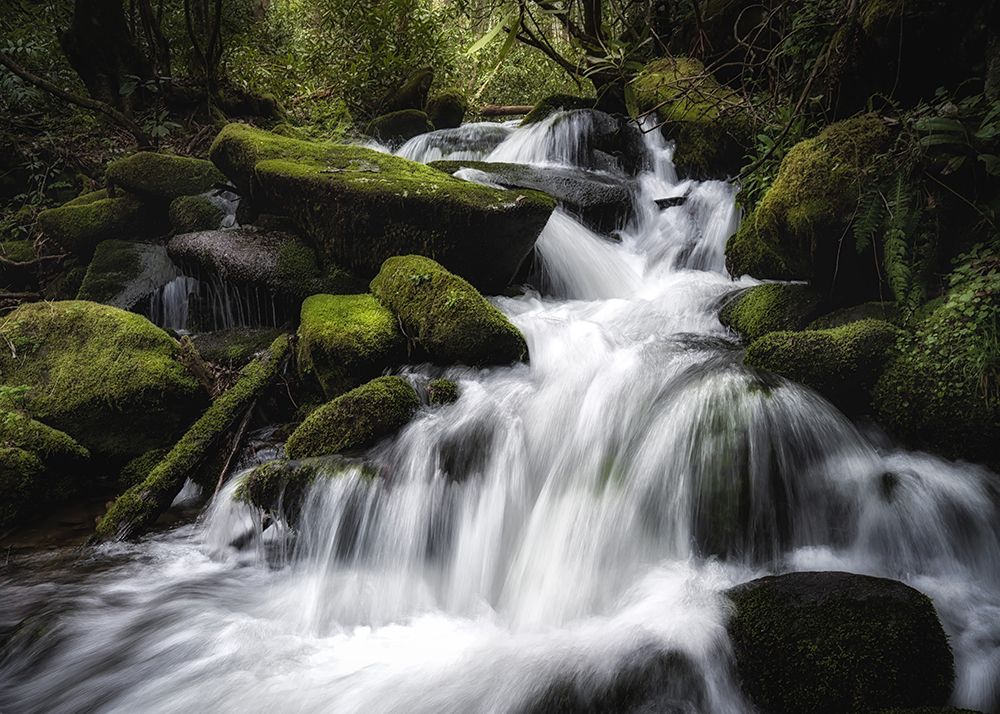 Misty Moss art print by Danny Head for $57.95 CAD