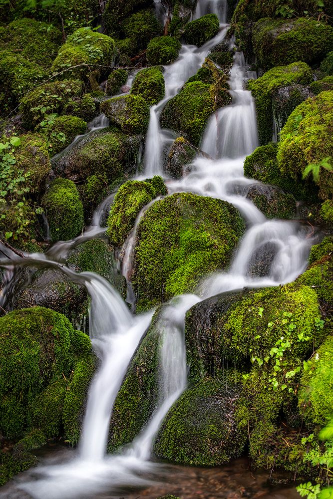 Threading the Moss art print by Danny Head for $57.95 CAD