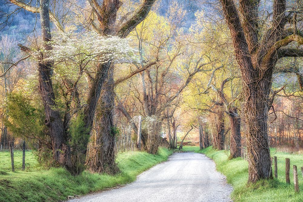 Sunrise on Sparks Lane art print by Danny Head for $57.95 CAD