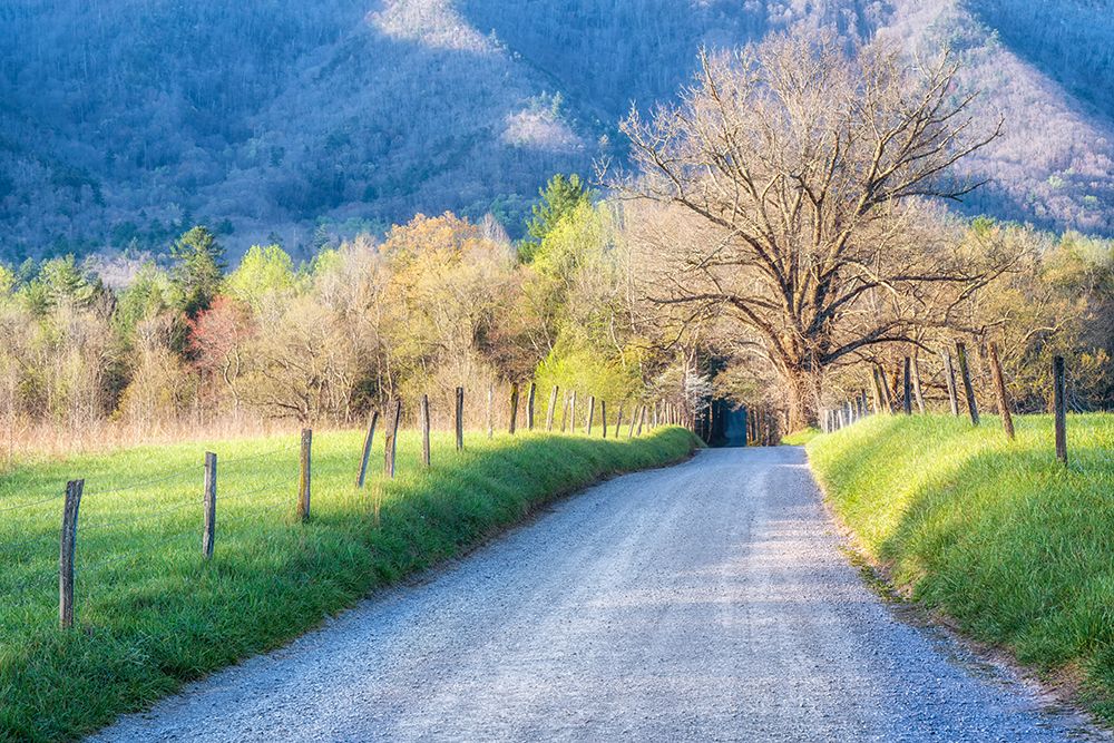 Sunny Hyat Lane art print by Danny Head for $57.95 CAD