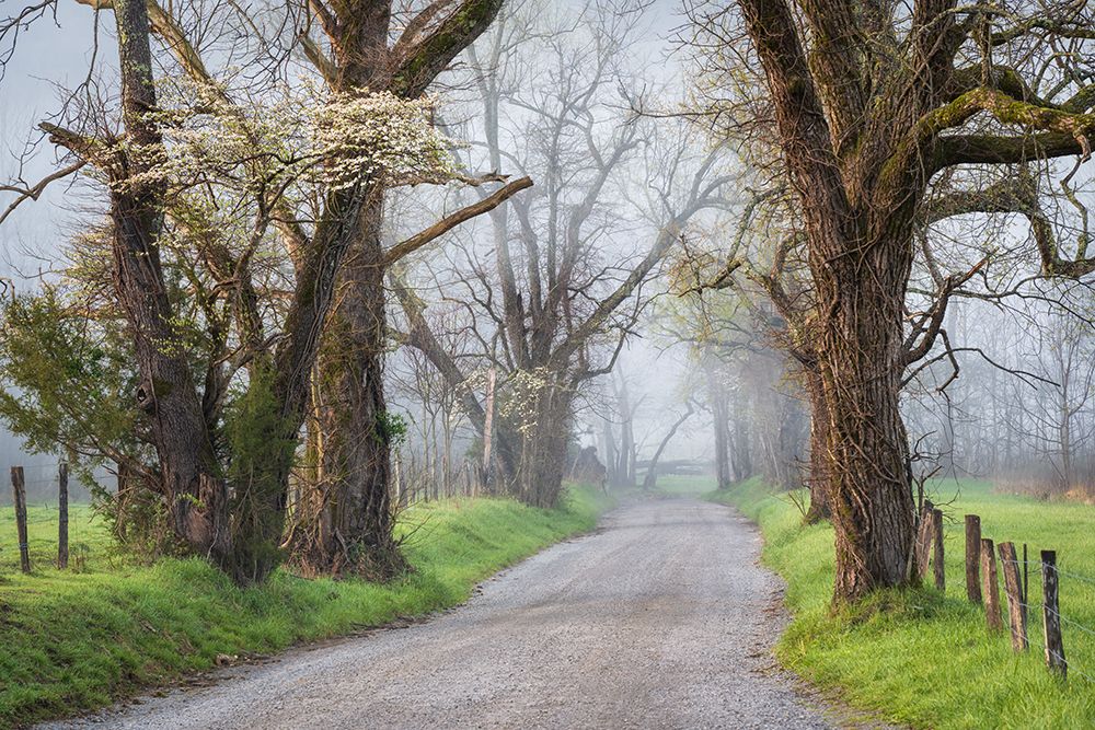 Fog on Sparks Lane art print by Danny Head for $57.95 CAD