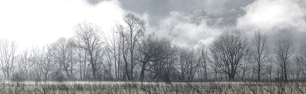 Treeline Panorama art print by Danny Head for $57.95 CAD