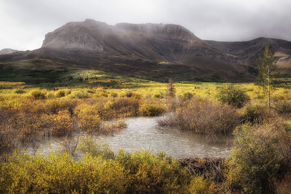 Moose Marsh IV art print by Danny Head for $57.95 CAD