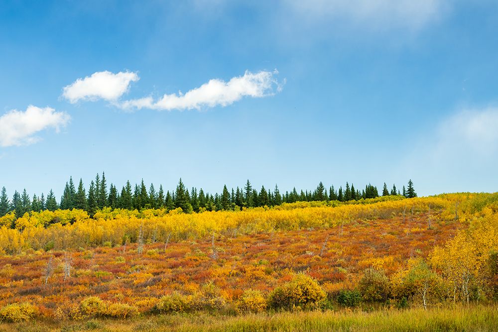 Spruce art print by Danny Head for $57.95 CAD