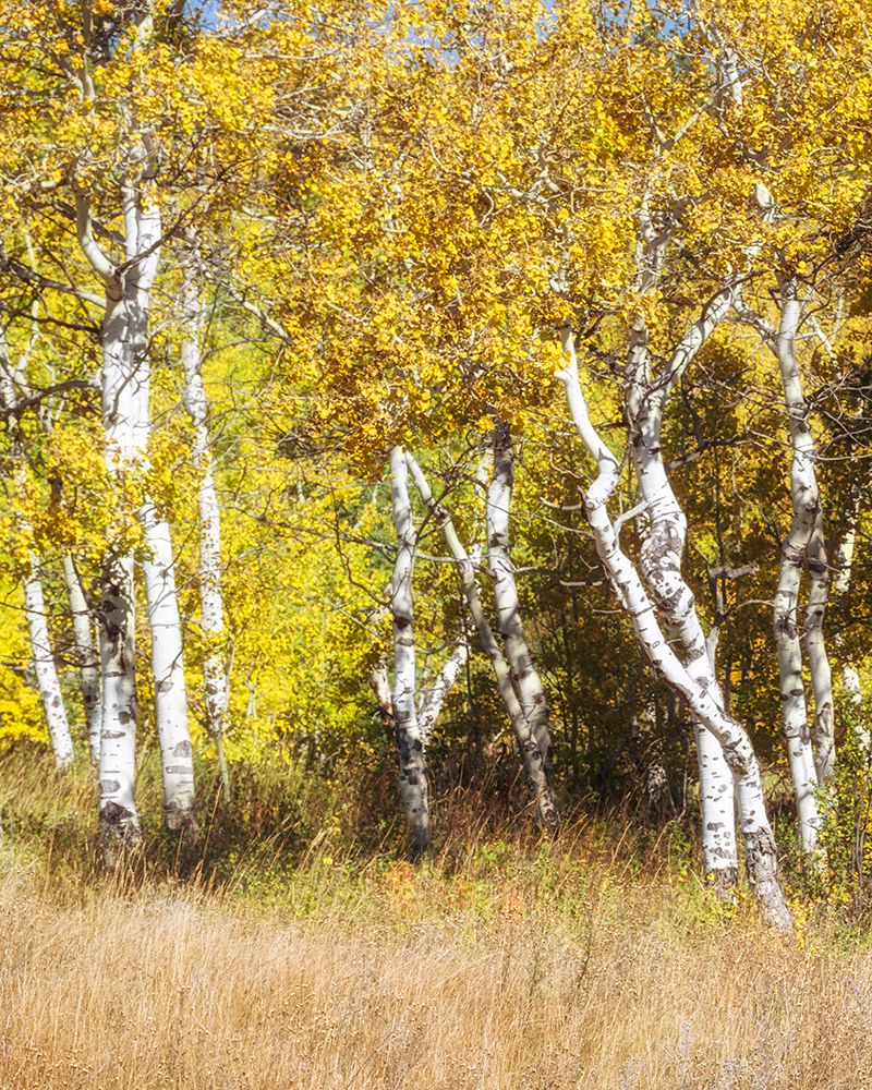 Aspen Grove art print by Danny Head for $57.95 CAD