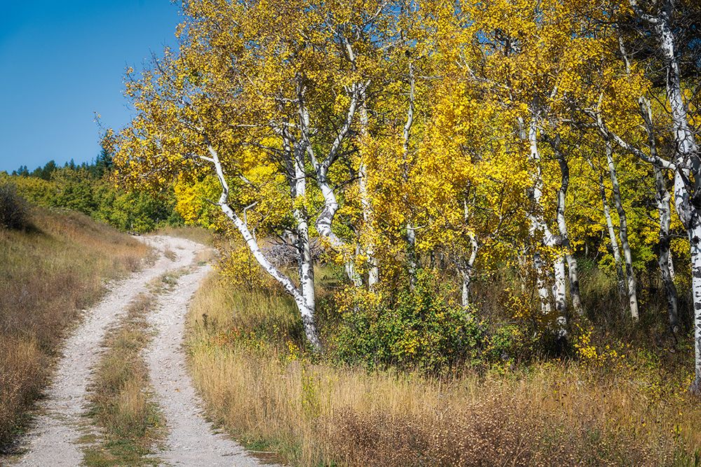 Aspen Drive art print by Danny Head for $57.95 CAD