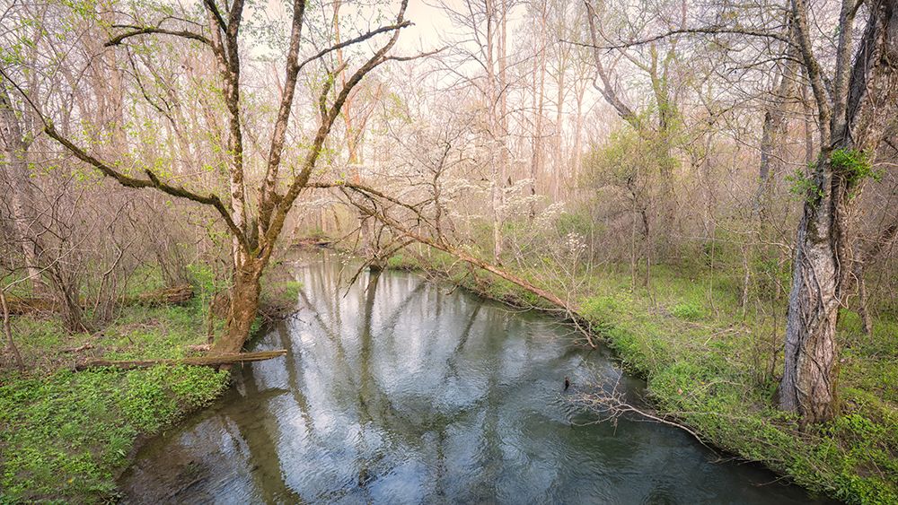 Creekside Dogwood art print by Danny Head for $57.95 CAD